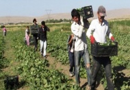 Çiftçiye karşılıksız destek ödemesi yapılacak