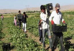 Çiftçiye karşılıksız destek ödemesi yapılacak