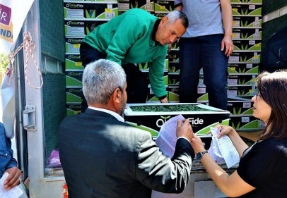 Çiftçiye patlıcan ve domates fidesi dağıtıldı