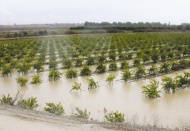 Çiftçiyi yağış için uyardı