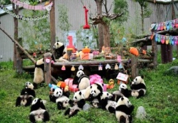 Çin’de 18 panda yavrusu için doğum gününü partisi verildi