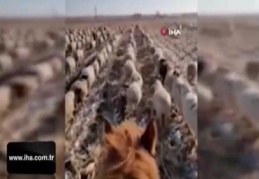 Çinli çobandan şaşırtan eğitim