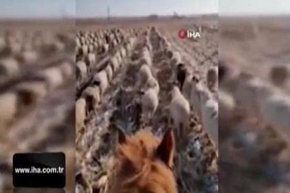 Çinli çobandan şaşırtan eğitim