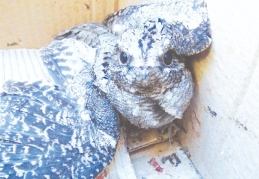 Çoban aldatan kuşu Milli Parklar şefliğine teslim edildi