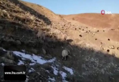 Çoban mera tepkisini çektiği videoyla dile getirdi