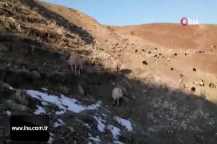 Çoban mera tepkisini çektiği videoyla dile getirdi