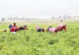Çocuk işçi çalıştıran işletmelere yaptırım uygulanmalı 