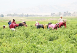 Çocuk işçi çalıştıran işletmelere yaptırım uygulanmalı 