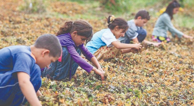 "Çocuklar soğan tarlasında değil okul sıralarında olmalı"