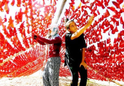 Çöl sıcakları, kurutmacıların imdadına yetişti