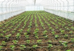 Coronavirus örtü altı üretimi artırdı