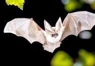 Covid-19, yarasalardan insanlara başka bir hayvan aracılığıyla geçmiş olabilir