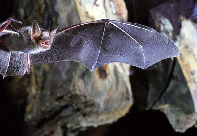 Covid-19'un akrabaları muhtemelen Çin sınırlarını aştı