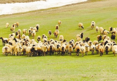 Çözüm süreci besicileri umutlandırdı