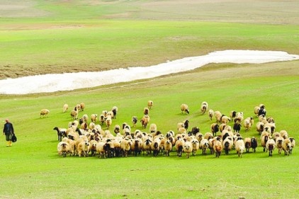 "Çözüm süreci" et fiyatlarına da yarayacak