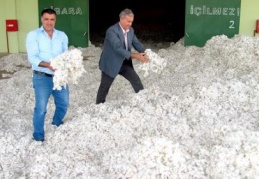 Çukobirlik, 1 kilogram 42 randıman kütlü pamuğu 2 lira 13 Kuruş'tan alıyor