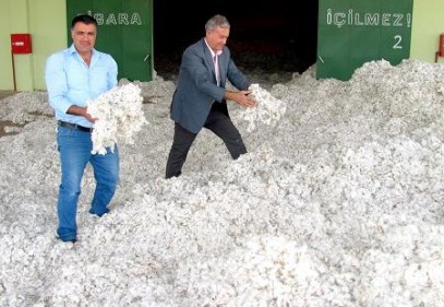 Çukobirlik, 1 kilogram 42 randıman kütlü pamuğu 2 lira 13 Kuruş'tan alıyor