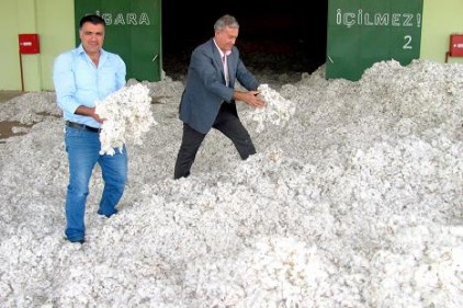 Çukobirlik, 1 kilogram 42 randıman kütlü pamuğu 2 lira 13 Kuruş'tan alıyor