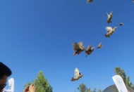 2019’da 100 bin kanatlı yetiştirilerek doğaya salındı 