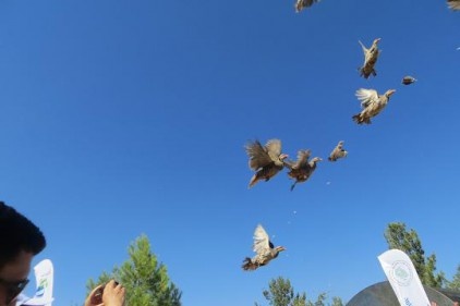2019&#8217;da 100 bin kanatlı yetiştirilerek doğaya salındı 