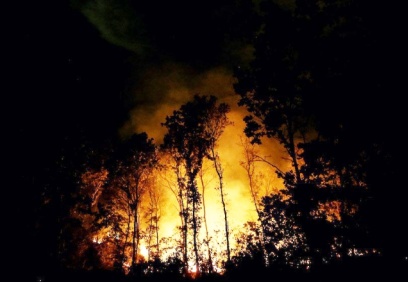 DAD Başkanı Osman Erdem: Orman yangınları yaban hayatını da tüketiyor