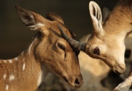 Dağ keçileri ve ceylanlar vurulmaktan kurtuldu