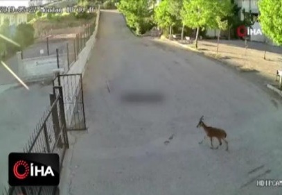 Dağ keçisi okulda