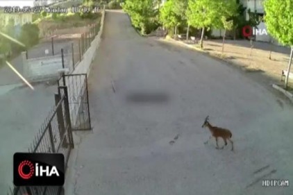 Dağ keçisi okulda