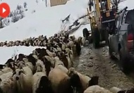 Dağda mahsur kalan 8 çoban ve 2 bin koyun kurtarıldı