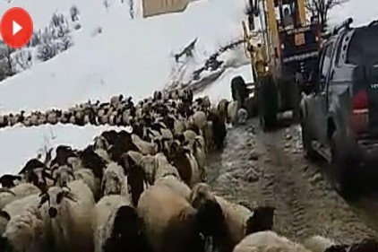 Dağda mahsur kalan 8 çoban ve 2 bin koyun kurtarıldı