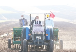 Buğday tohumları toprakla buluştu