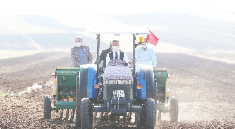 Buğday tohumları toprakla buluştu
