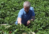 Dağıtmış olduğumuz fidelerden çok bereketli ürünler ortaya çıktı