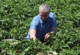 Dağıtmış olduğumuz fidelerden çok bereketli ürünler ortaya çıktı