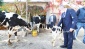 Dağıttığımız hayvanlar çoğaldıkça bizim de mutluluğumuz artıyor