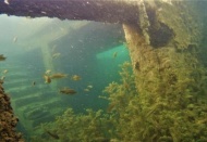 Dalgıçlar suya daldı, saklı cenneti fotoğrafladı