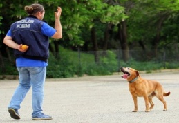 Dedektör köpekler, farklı metotlarla eğitiliyor 