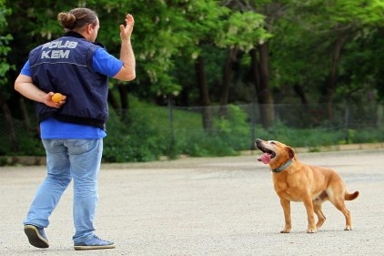 Dedektör köpekler, farklı metotlarla eğitiliyor 