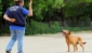 Dedektör köpekler, farklı metotlarla eğitiliyor 