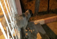 Demir korkuluklara sıkışan köpeği polis ve hayvan severler kurtardı 
