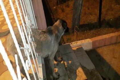 Demir korkuluklara sıkışan köpeği polis ve hayvan severler kurtardı 