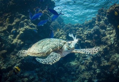 Deniz canlıları, şirketlerin tek kullanımlık plastik bağımlılığı nedeniyle acı çekiyor