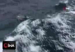 Deniz Kurdu tatbikatında yunus balıkları, savaş gemileri ile yarıştı