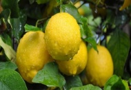 Depoda limon bitti, fiyatlar fırladı!