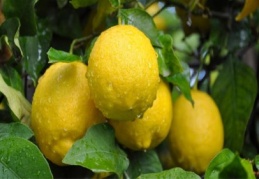Depoda limon bitti, fiyatlar fırladı!