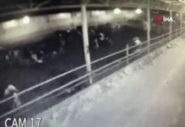 Deprem anında hayvanların panik anı kamerada