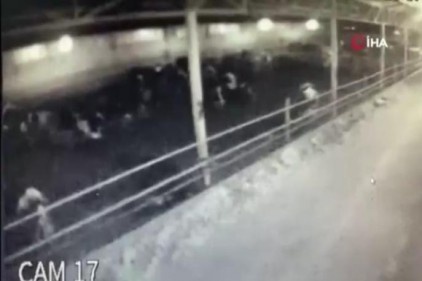 Deprem anında hayvanların panik anı kamerada