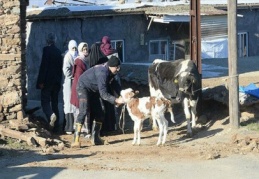 Deprem bölgesindeki hayvanlara ücretsiz tedavi