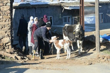 Deprem bölgesindeki hayvanlara ücretsiz tedavi