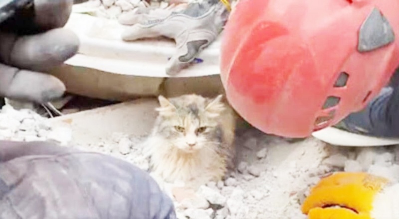 Deprem tatbikatlarına hayvanlar da dâhil edilmeli